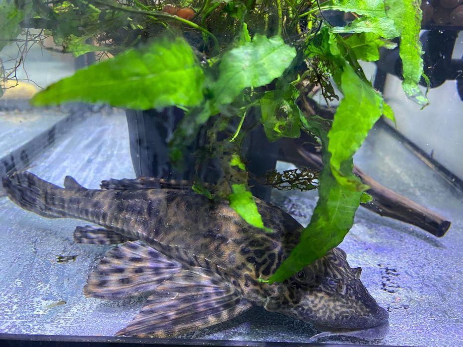 Vendo pleco grande
