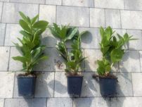 Laurowiśnia wschodnia! 50,80,100,150cm! Novita Caucasica Rotundifolia!