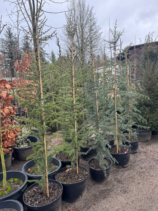 CEDR 'Karl Fuchs' wys. ok 200 cm Leszno woj. wlkp.