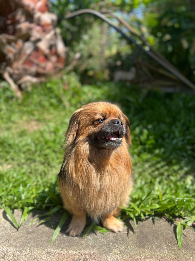 Marley - Pequinois, 2 anos