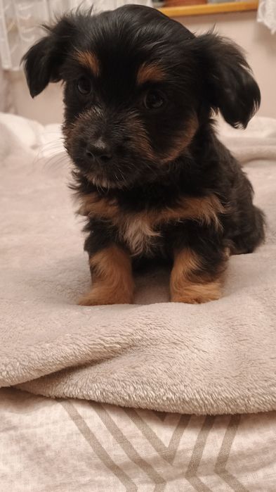 Szczenięta szukają domu