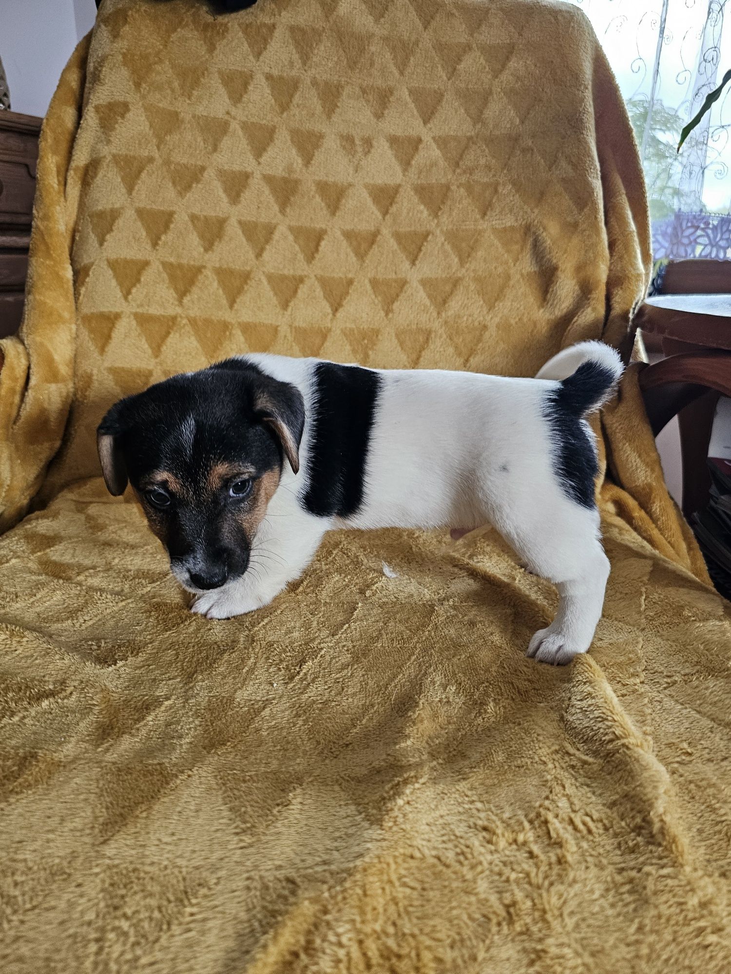 Piesek Jack Russell Terrier