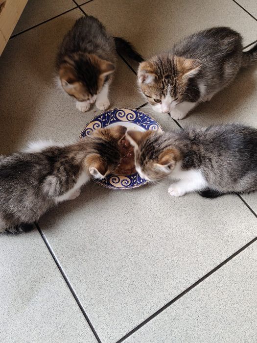 Koty szukają domów. Adoptuj