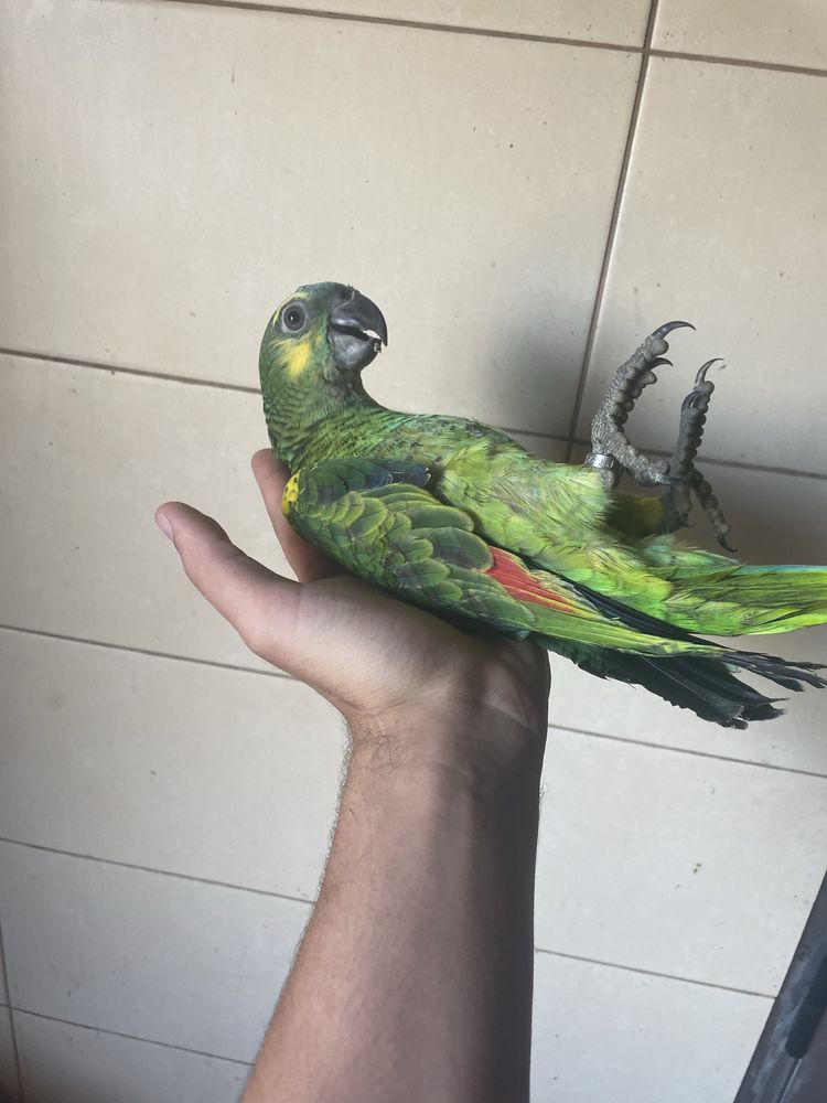 Papagaios Amazonas Aestiva xanthopteryx