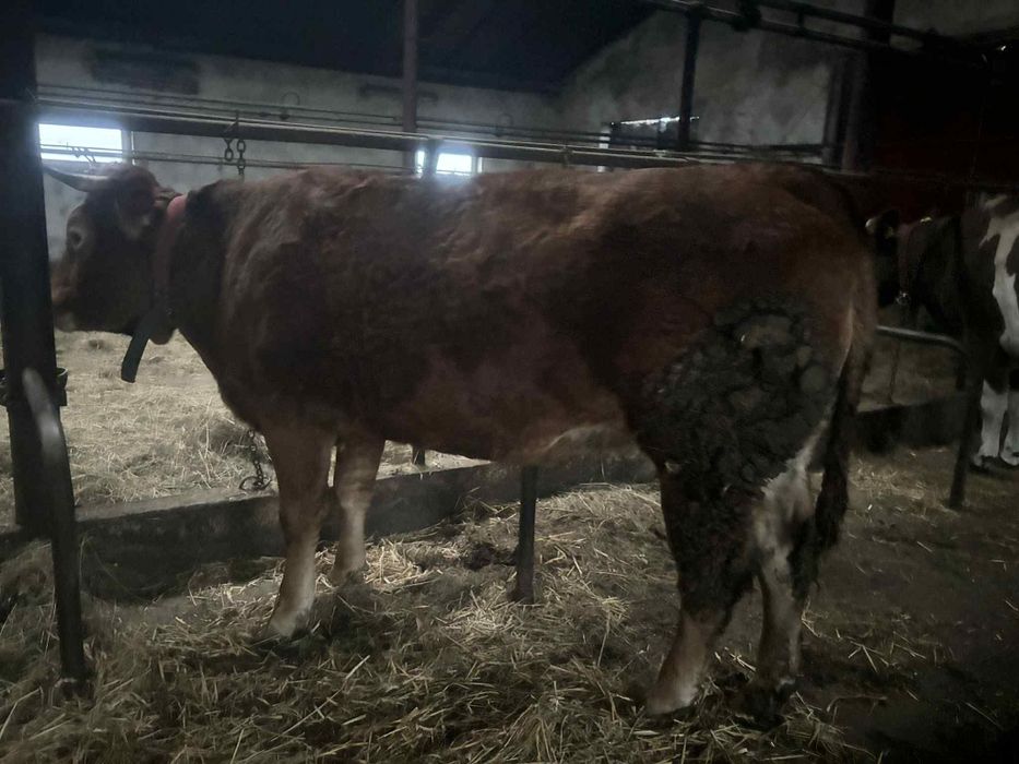 Byk byczek LM 100% Jałówka mięsna lm limousine 100 %