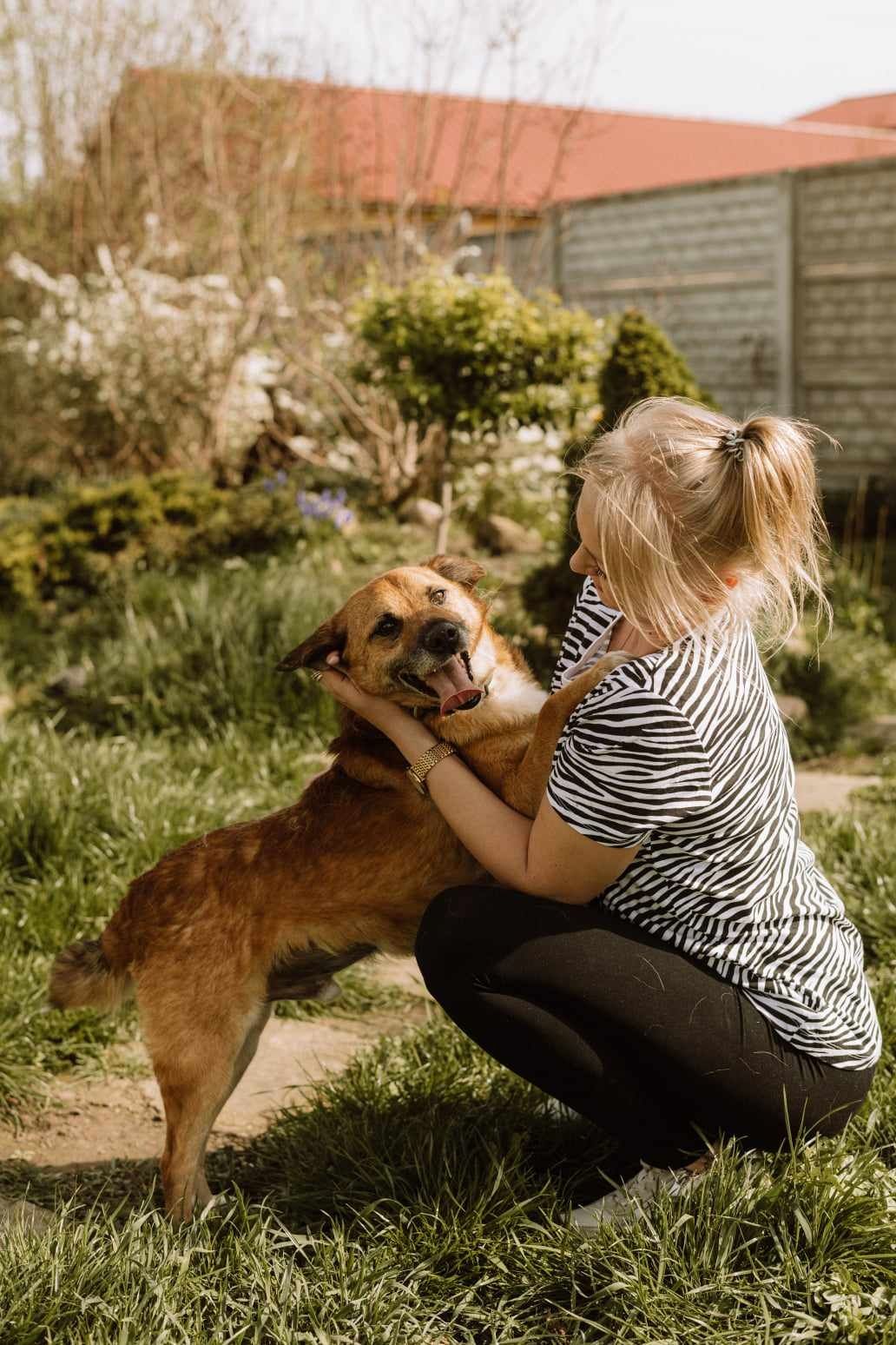 Do adopcji 3 letni śliczny psiak