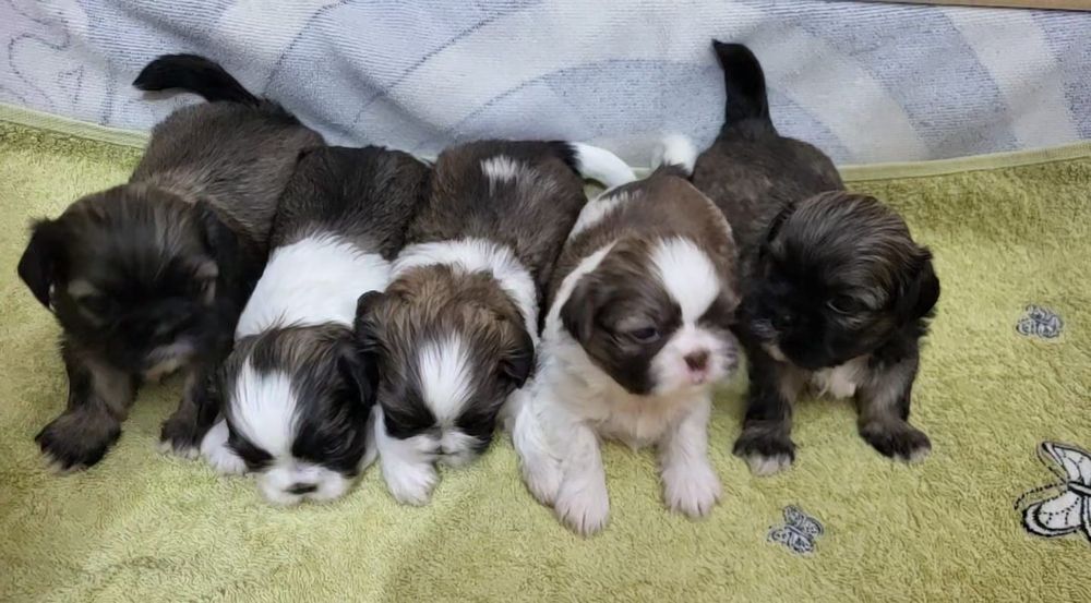 Śliczne pieski Shih tzu tricolor