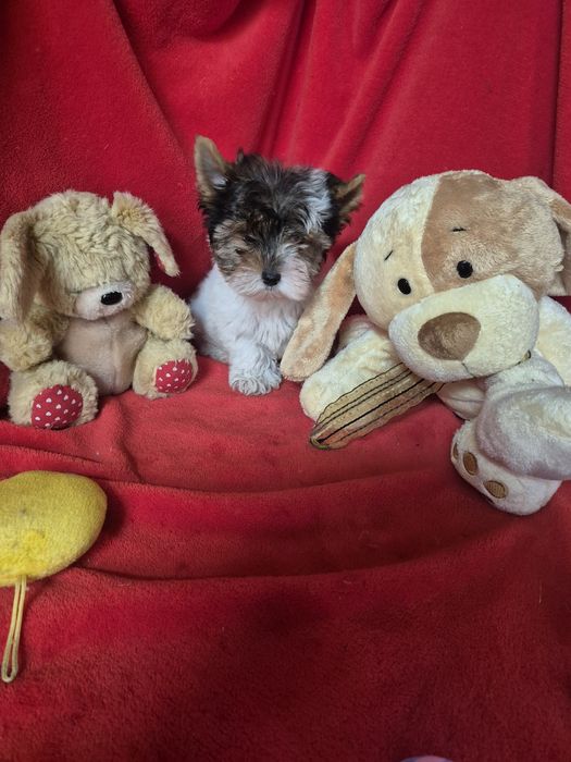 Biewer Terrier Macho  Criadora Registada PT 3088 FL