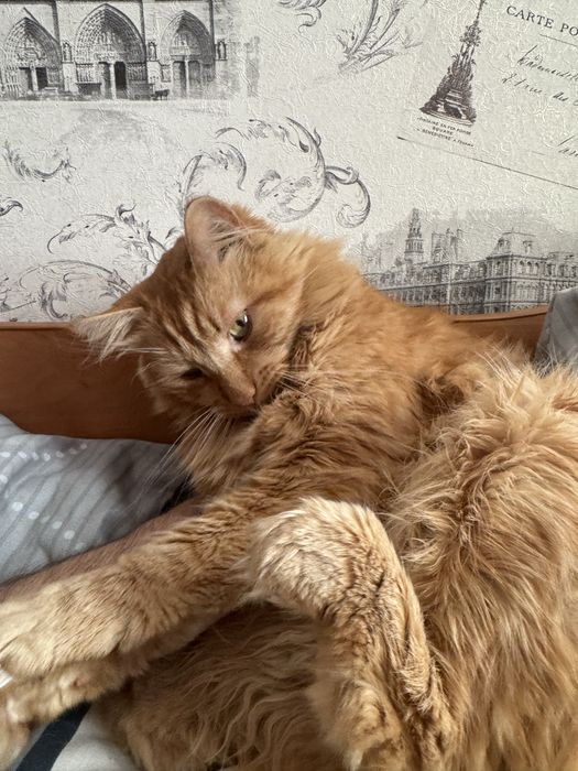 Віддам кота Степана