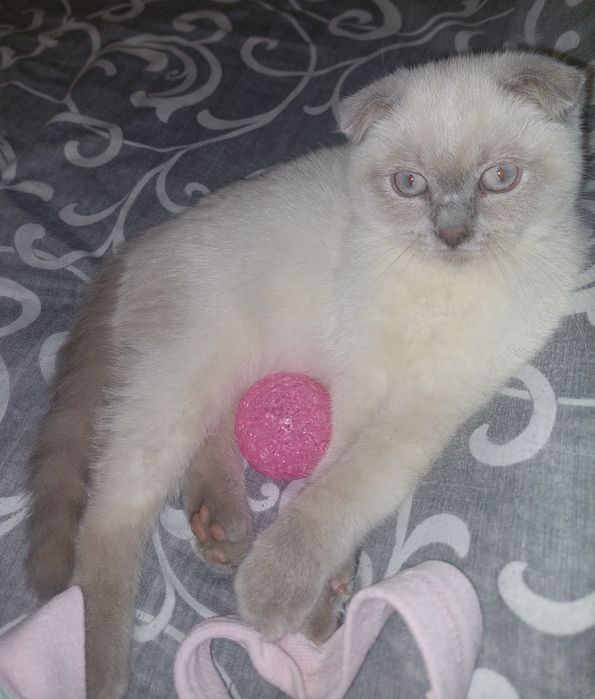 Красивая Девочка Скоттиш фолд. Харьков!