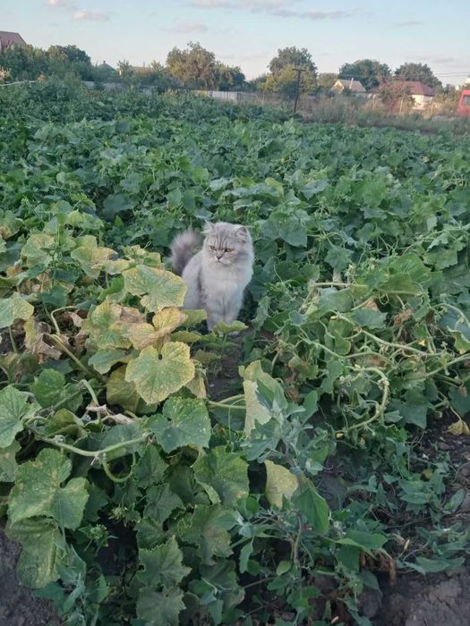Пропала кошка в подгородном, днепр