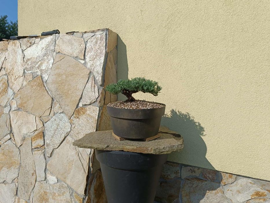 Bonsai z jałowca 5-letni