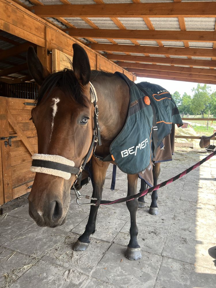 Bemer Horse Derka ochraniacze Zabiegi Wypożyczenie