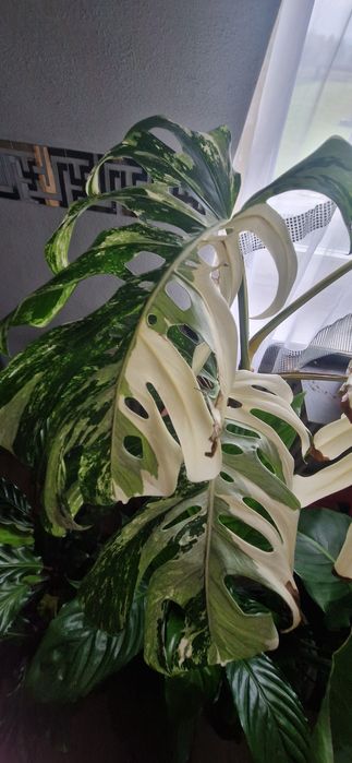 Monstera variegata