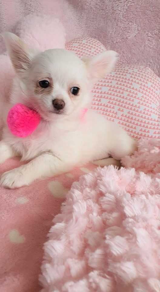 Chihuahua Piesek z Rodowodem. Do odbioru. Mini.