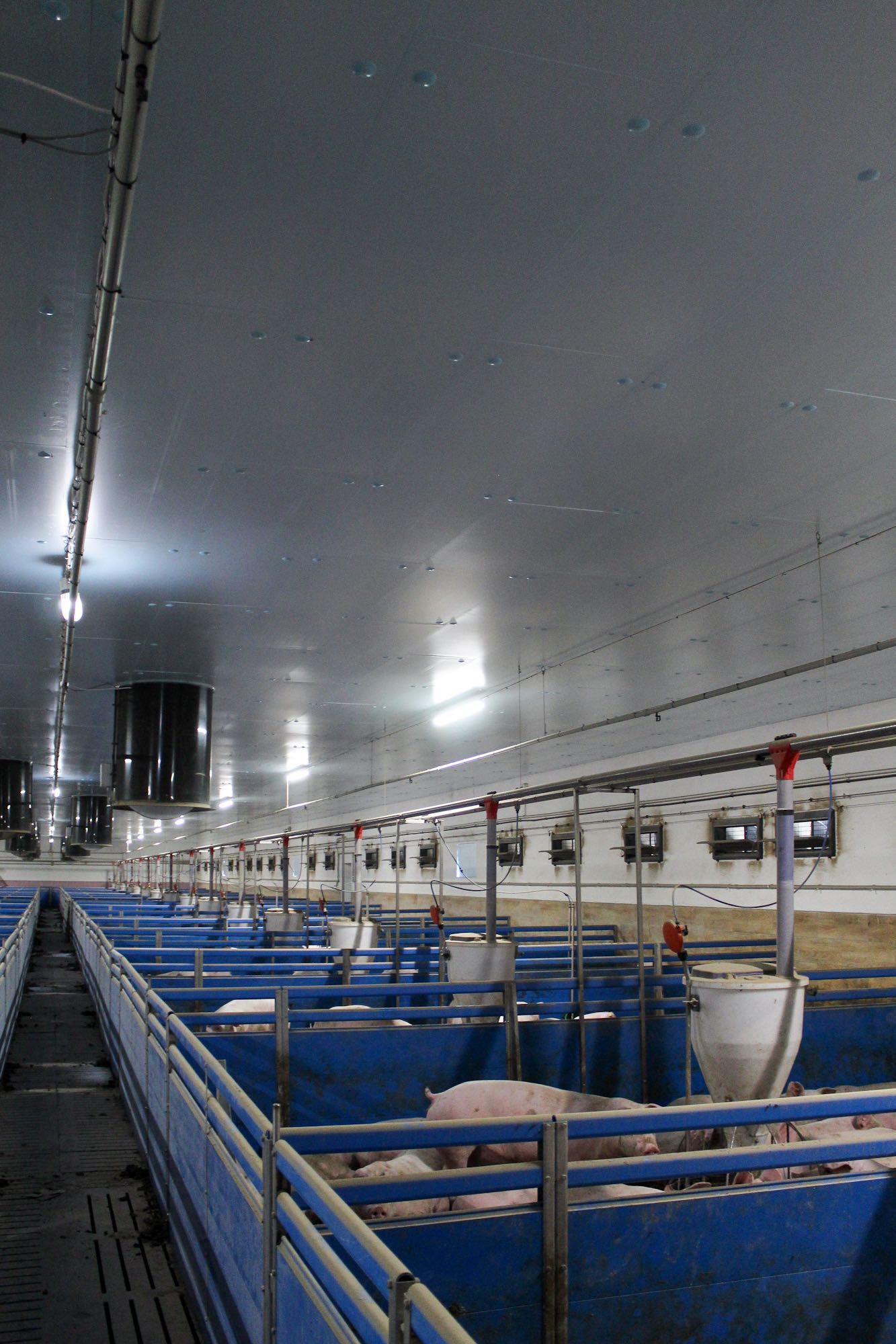 Podbitka Termoizolacyjna Do Obory Kurnika Tuczarni Styrodur XPS AGRO