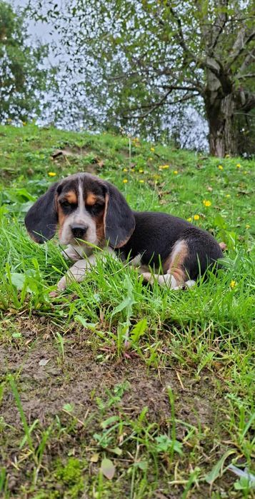 Szczeniak Beagle