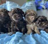 Hawańczyk -Havanese