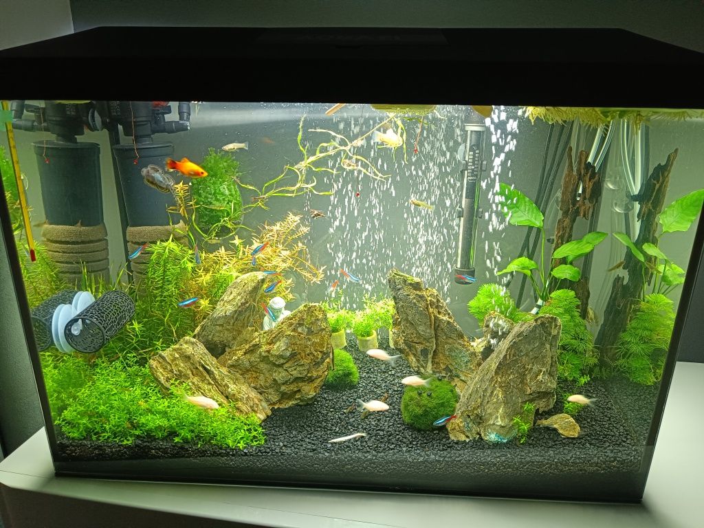 Akwarium 60x30x40 z życiem