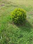 Продам  самшит Buxus