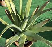 Aloes Aloe Vera duża roślina