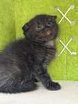 Macho Scottish fold