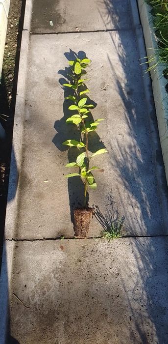 Grab 50-60cm (carpinus betulus)przekorzenione 100%przyjęć