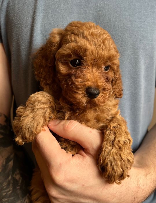 Вʼязка Той Пудель