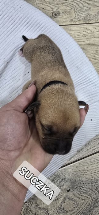 Oddam W Dobre Ręce [ mama amstaff ]