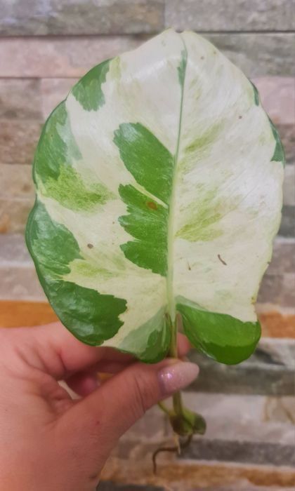 Epipremnum lava mutation