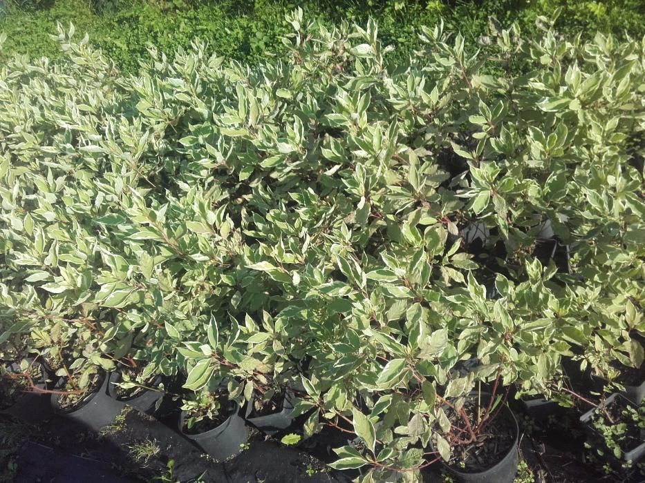 Dereń biały Elegantissima wys. 40-50 cm