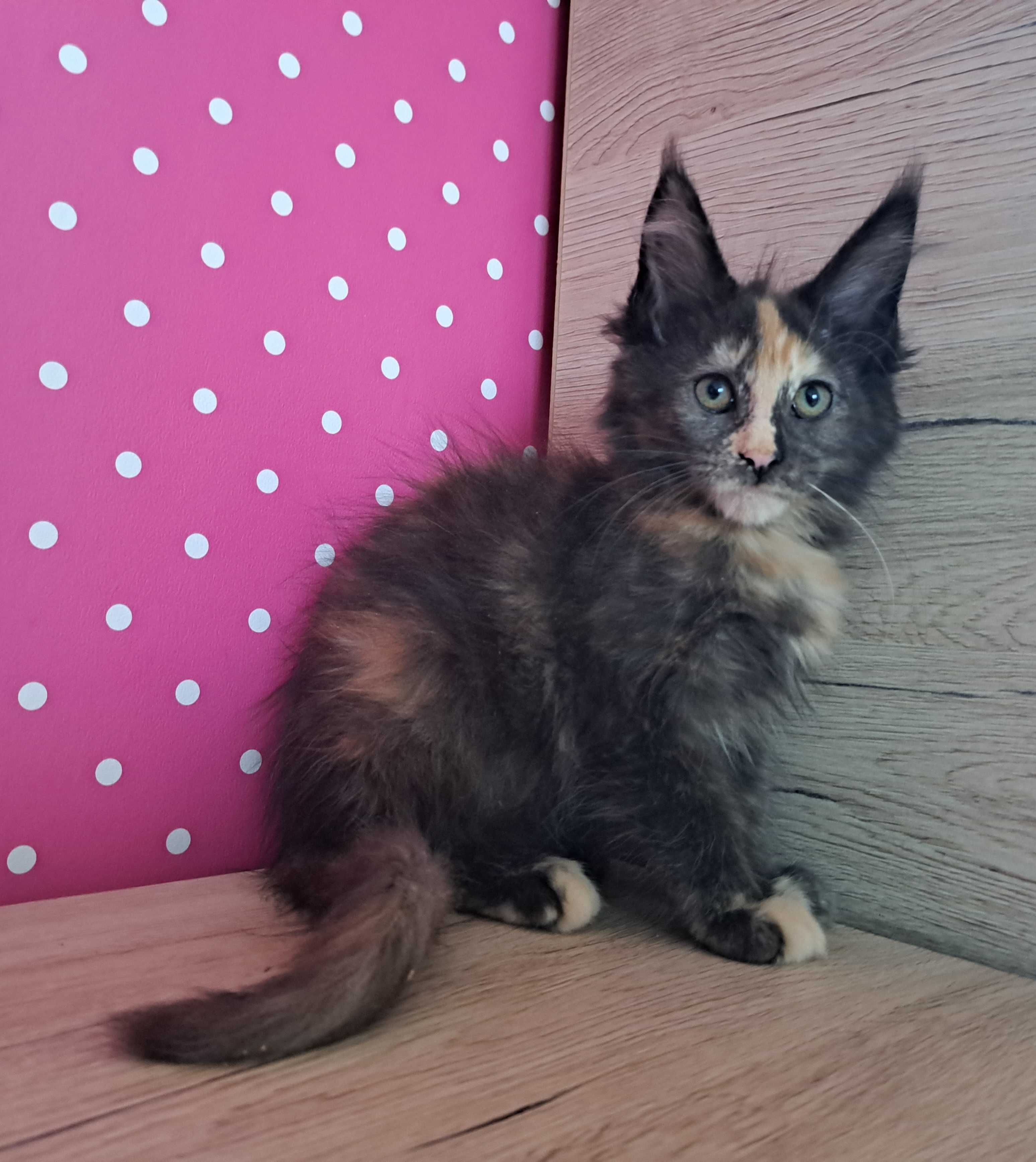 Kotka Maine Coon