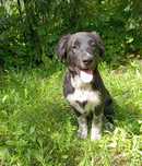 Szczeniaki border collie mix