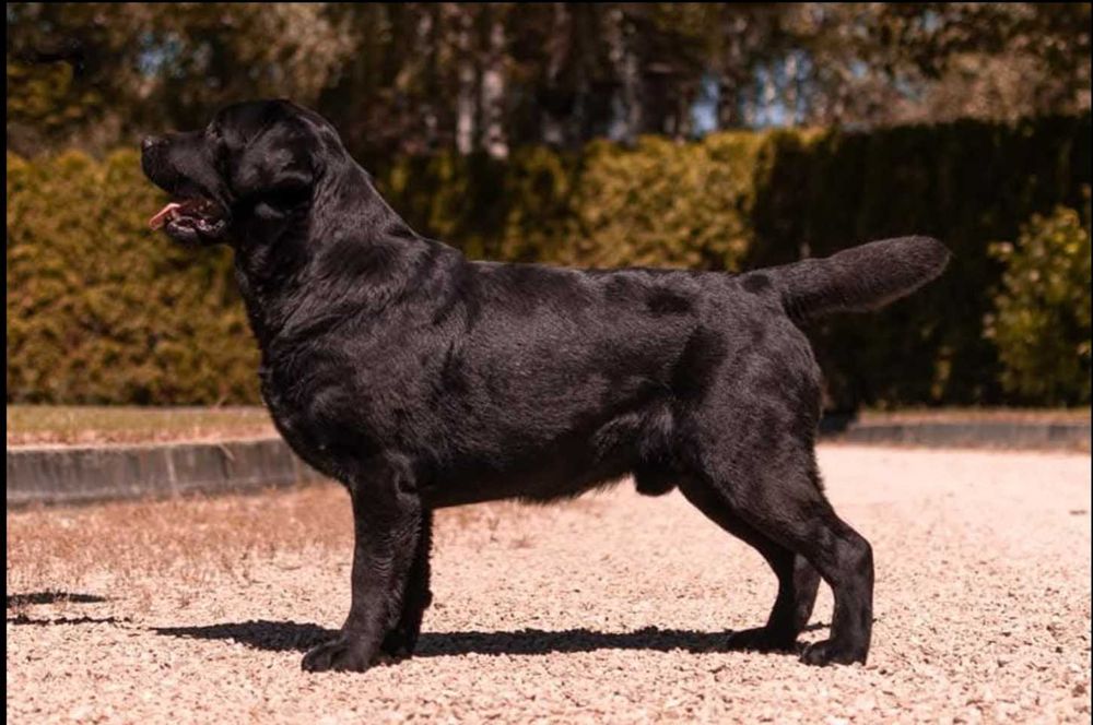 Labrador Retriever - czarny szczeniak-do   odbioru -rodowód ZKwP / FCI
