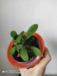 Kaktus/euphorbia milii różowa korona cierniowa