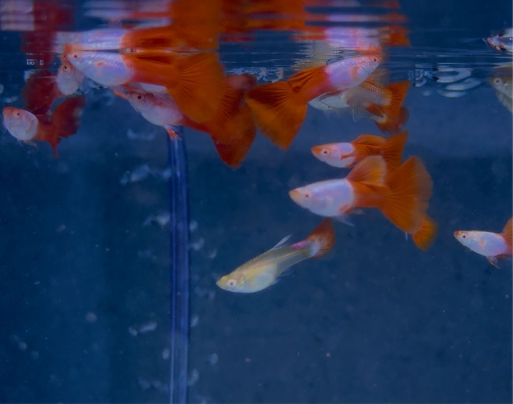 Casais Guppy Red Sky Albino