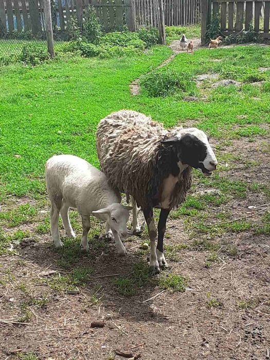 Продам вівці  кроси