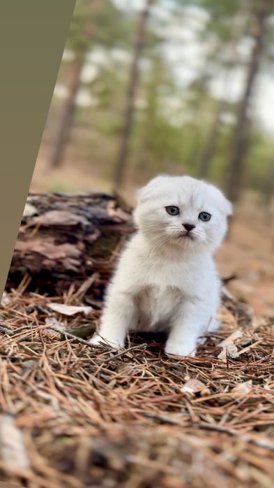 Шотландка чистокровна киця дівчинка срібна  висл шиншилка