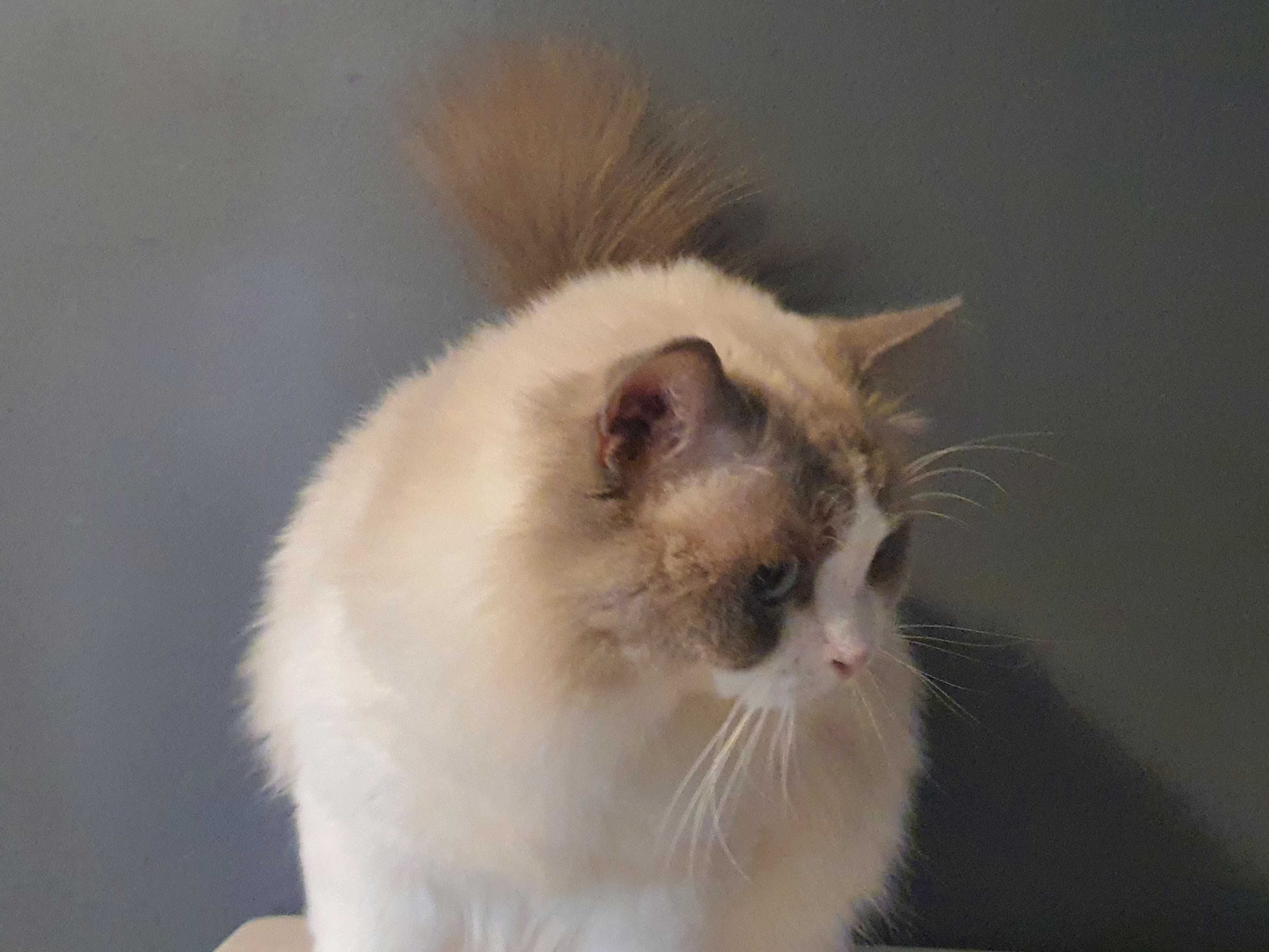 Ragdoll przepiekny kocurek blue bicolour wspanialy rod.FPL Hodowlany