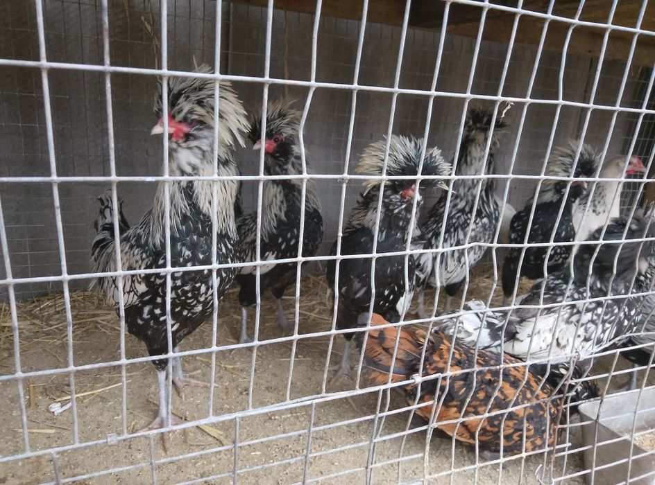 Продам домашні півні кури,гуси.