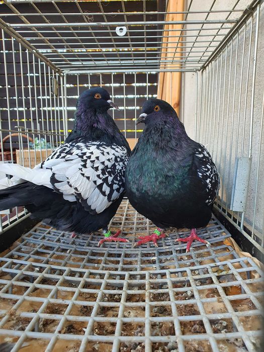 Ryś polski czarny  gołębie rysie