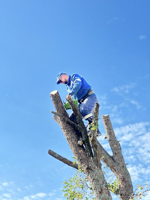 Арборист!!!Спил деревьев!Выезд!!Обрезка сада! Порезка дерева на дрова!