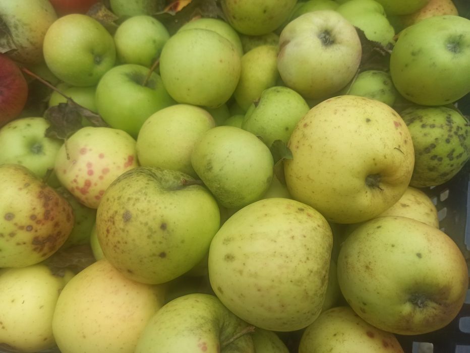 Продам домашні яблука,та груші