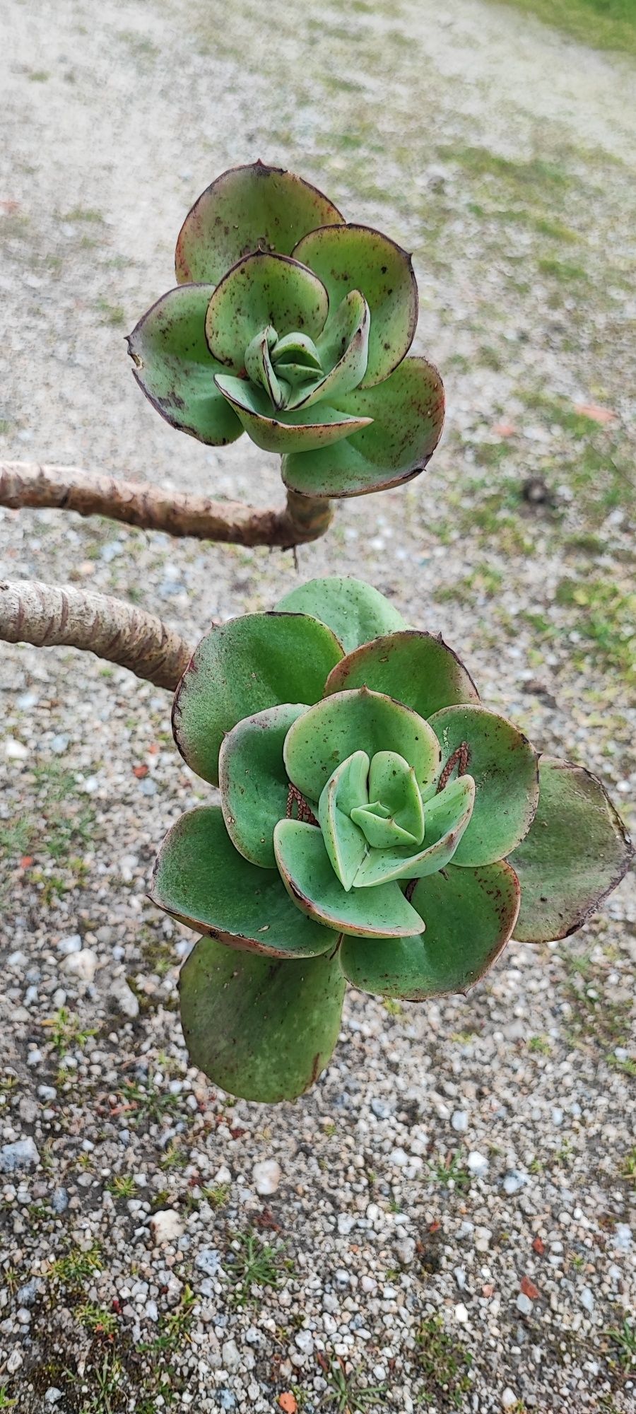 Planta suculenta