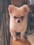 Chihuahua Suczka