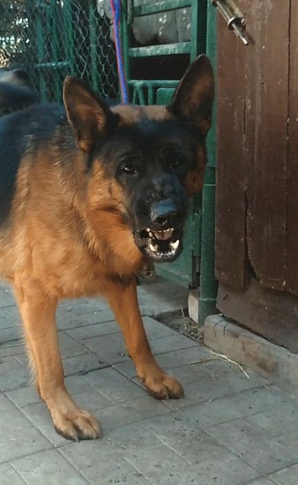 Стандарт и длинники щенки.