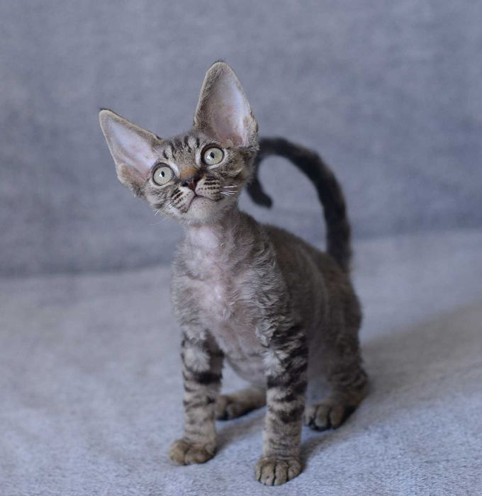 Chłopiec Devon Rex z rodowodem FPL