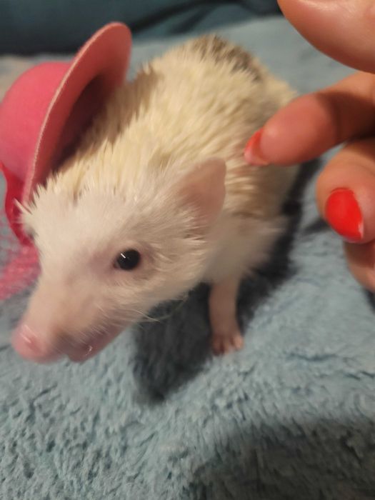 Jeżyk pigmejski biały