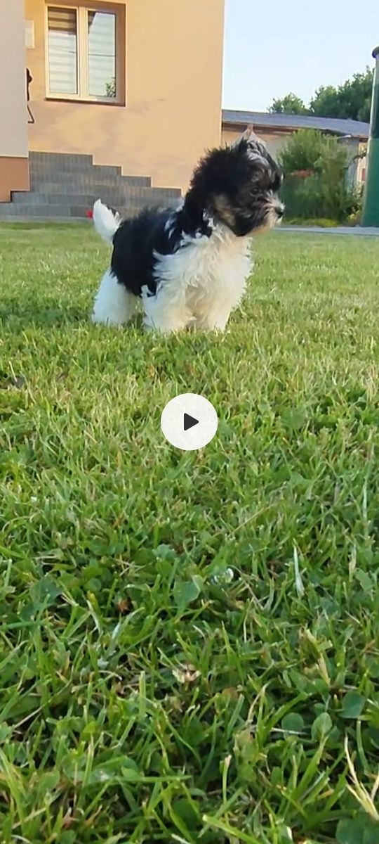 York Shire terrier BIEWER chłopak