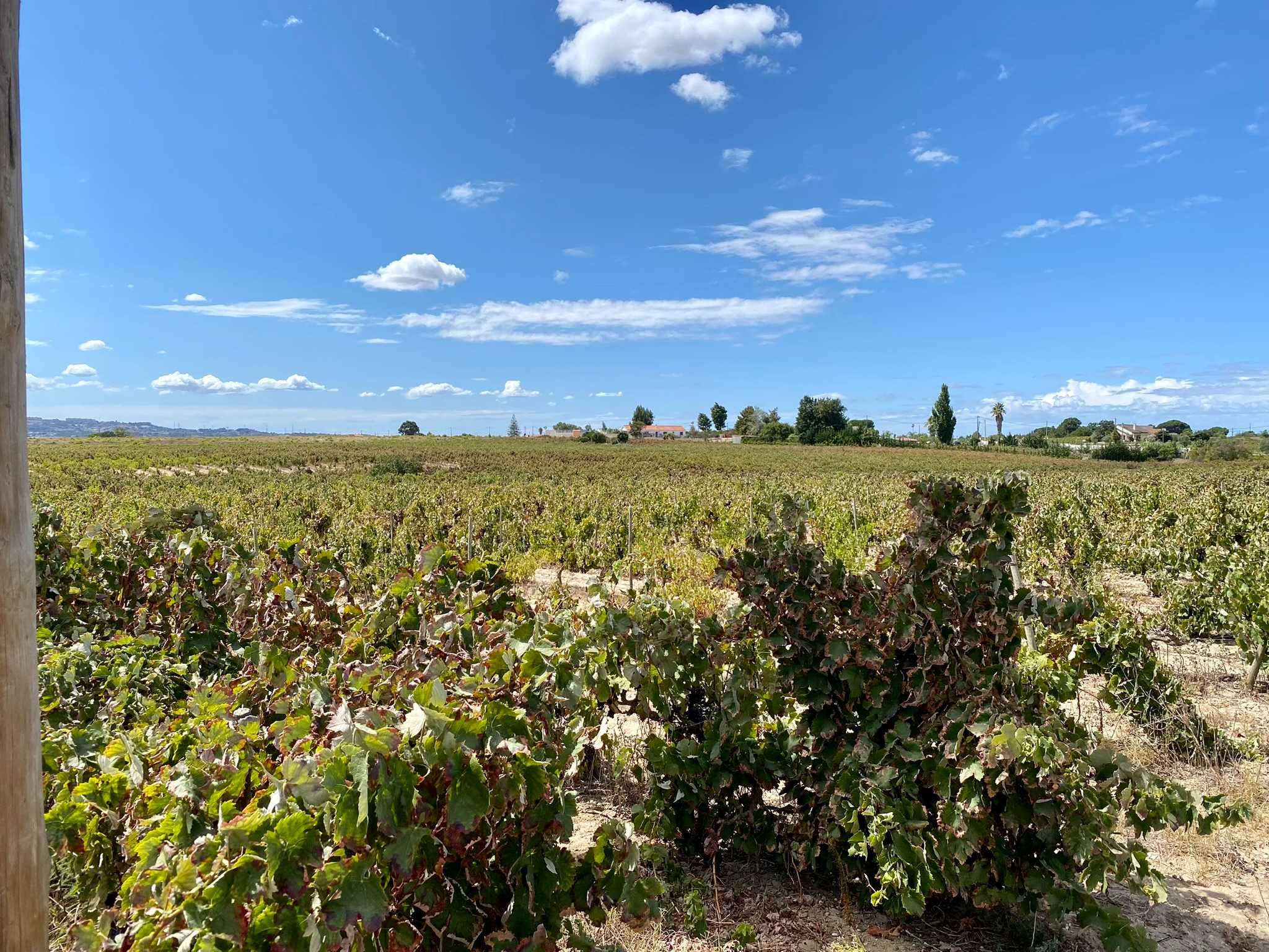 Terreno com vinha no Lau, Palmela 15.000 m2